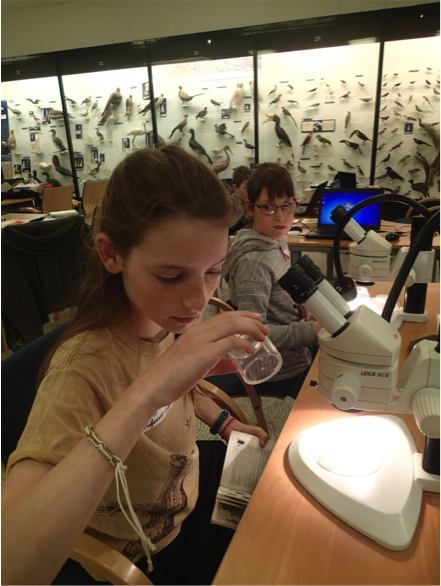 Girl using a microscope in the Bell Pettigrew museum