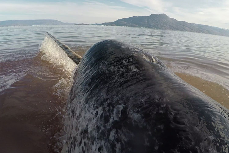 A narwhal above the water line