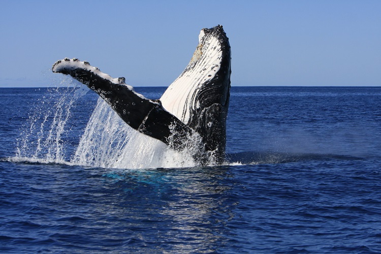 Image of a humpback whale