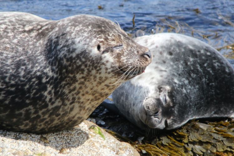 Harbour seals on rocks in the sun