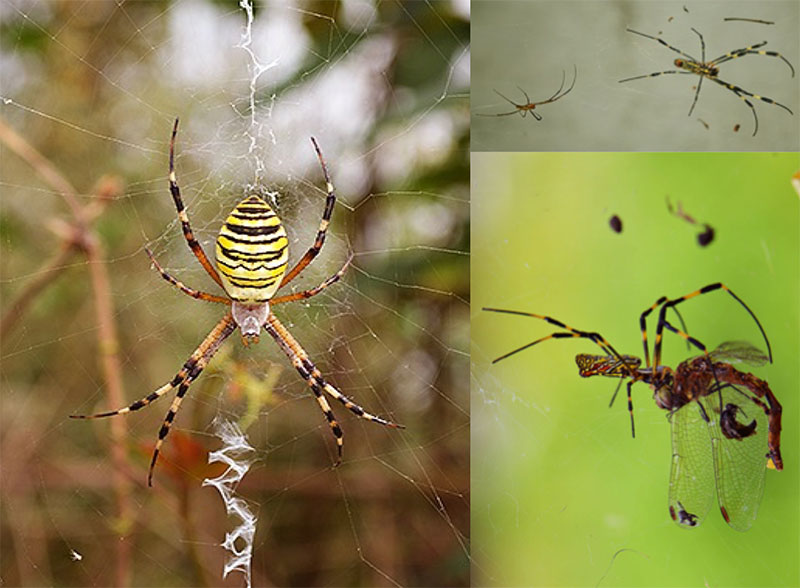 image: Nephila clavata Koch - the Japanese golden web spider. This large bodied (3 cm) spider is a voracious predator and shows marked sexual dimorphism (small males, large females) plus complex mating behavior - including sexual cannibalism.