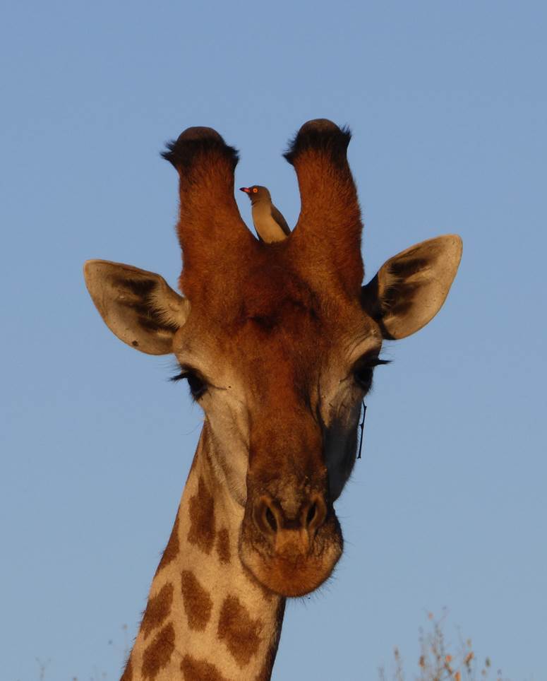 image: southern giraffe (Giraffa giraffa) and red-billed oxpecker (Buphagus erythrorhynchus)