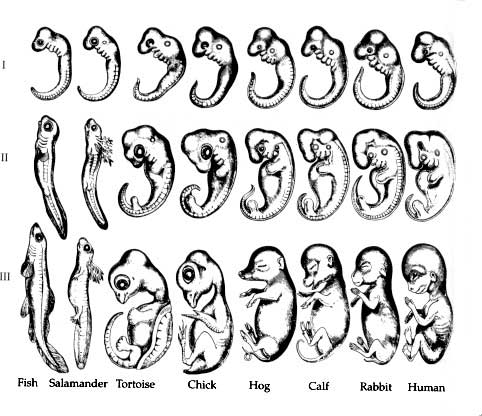 image: Ernst Haeckel's phylotypic stage