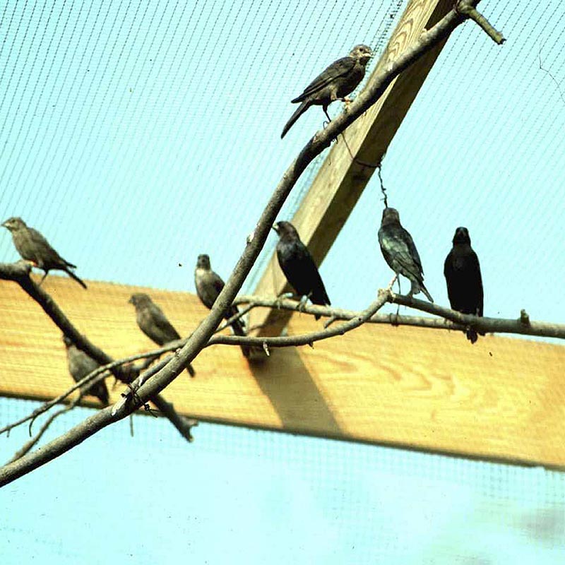 Image showcasing BL4285 – Complex Systems in Animal Behaviour – School of Biology – Students