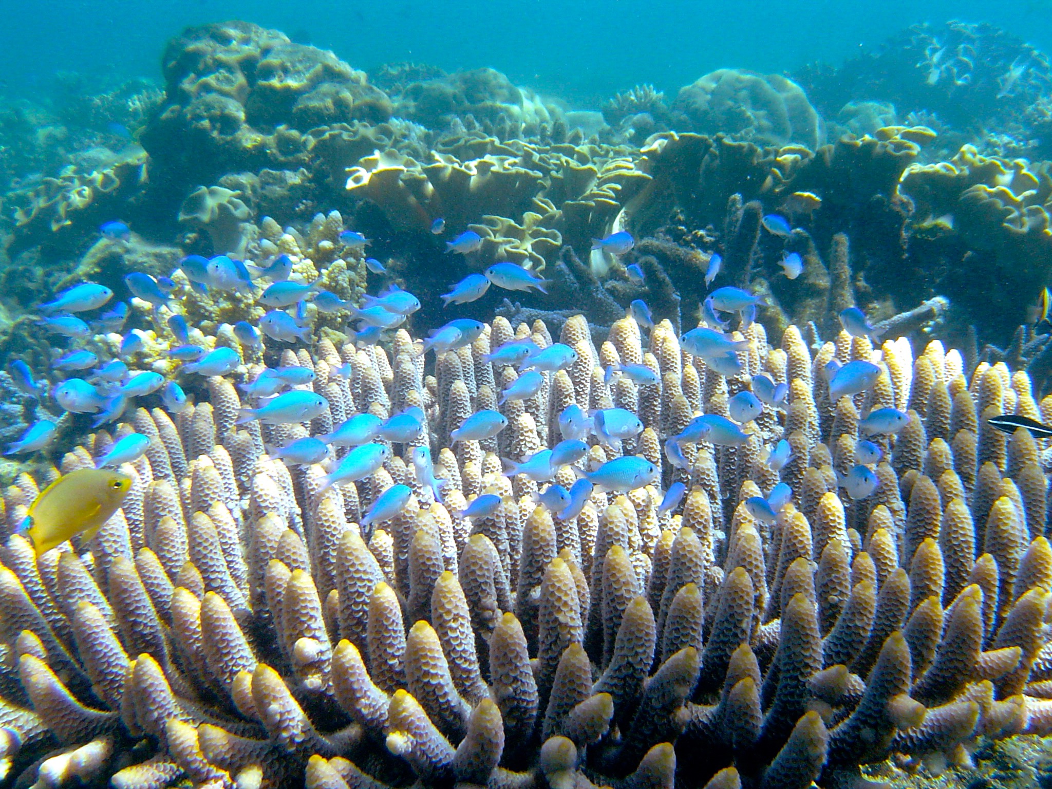 image: Tropical Marine Reef System