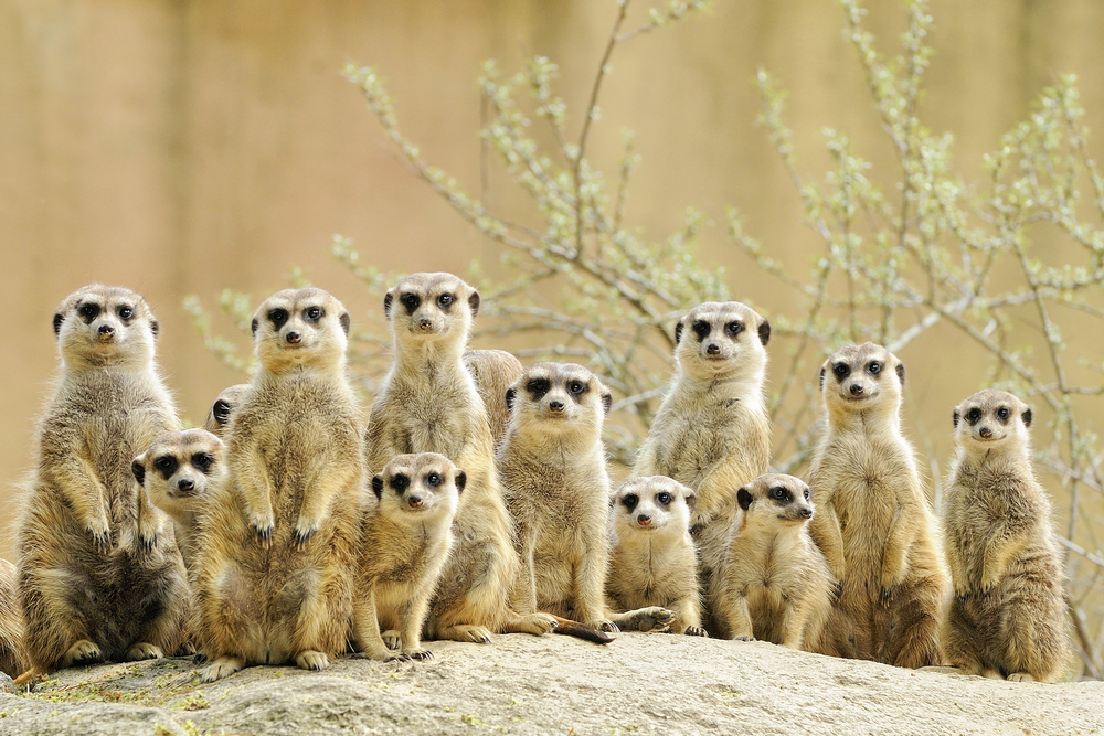 image: A group of meerkats (Suricata suricatta), one of the most cooperative vertebrates with a complex social structure and highly developed parental care