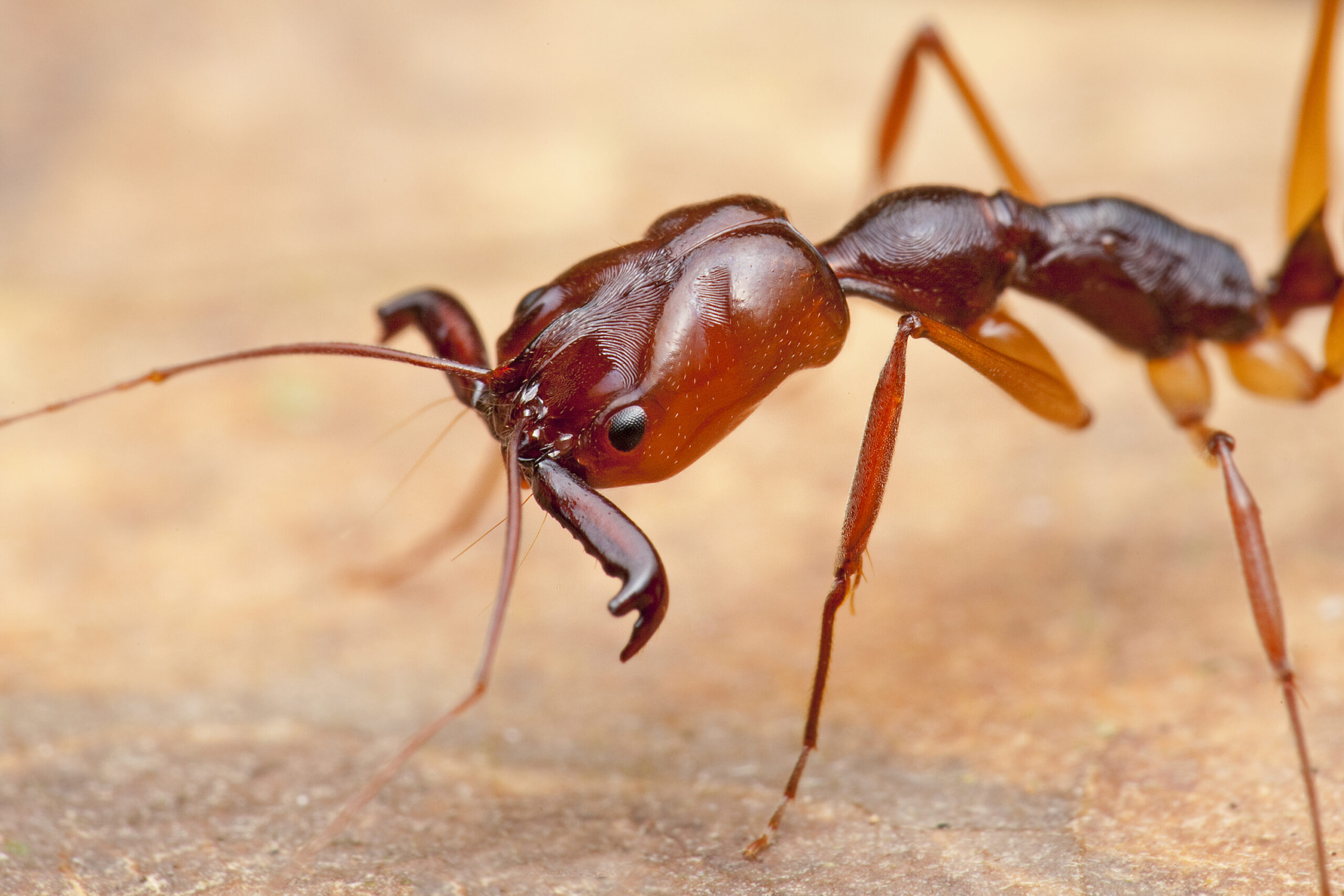 image: A trap jaw ant of the genus Odontomachus. Photograph courtesy Melvyn Yeo.